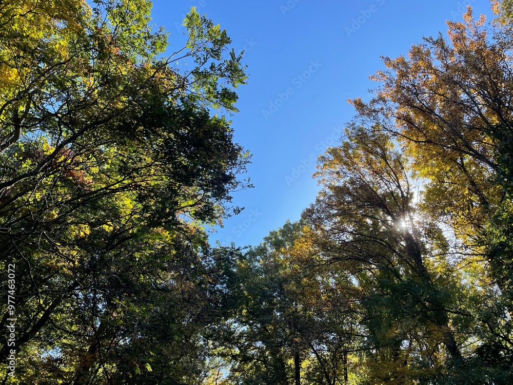 trees and sky trees and sky