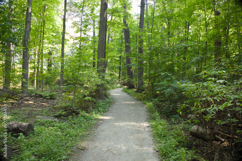 A path in the woods
A path in the woods
