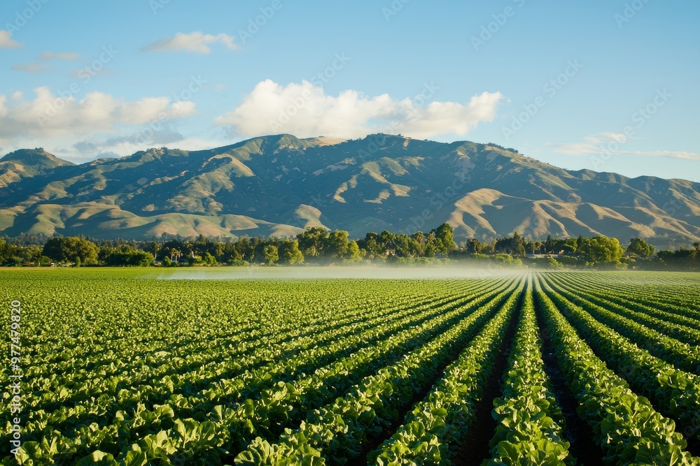 On a partly cloudy day in spring, a field irrigation sprinkler system waters lettuce crops in the Salinas Valley of central California. On a partly cloudy day in spring, a field irrigation sprinkler system waters lettuce crops in the Salinas Valley of central California.