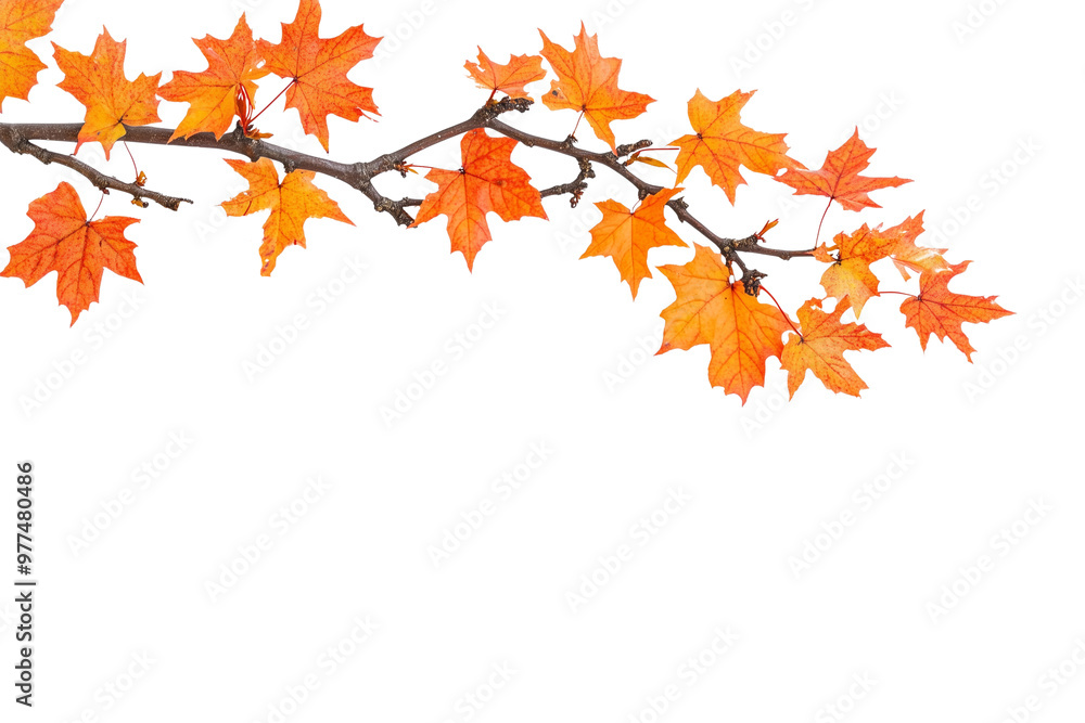 Tree branch with yellow leaves in autumn Tree branch with yellow leaves in autumn