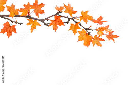 Tree branch with yellow leaves in autumn