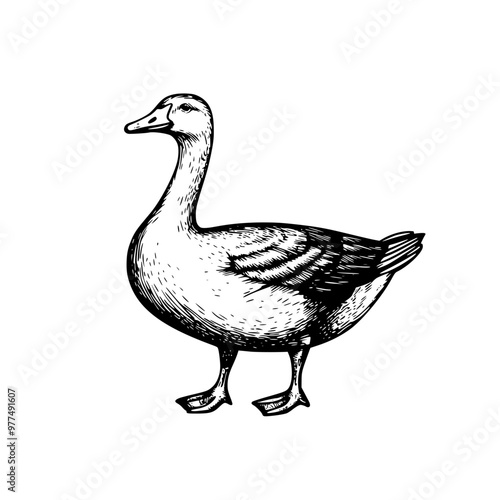 goose isolated