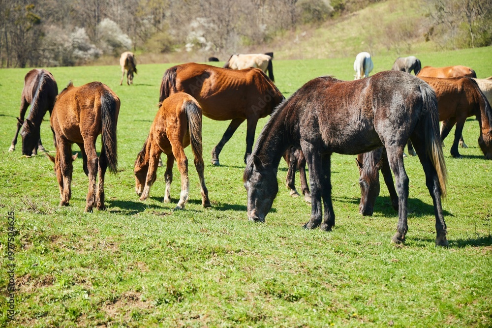 Fototapeta premium Horses in the pasture. Green meadow with grass
