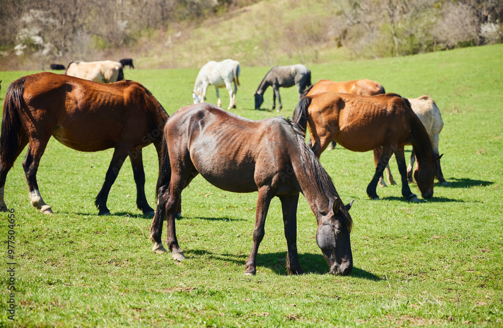 Horses in the pasture. Green meadow with grass Horses in the pasture. Green meadow with grass