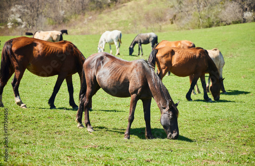 Horses in the pasture. Green meadow with grass