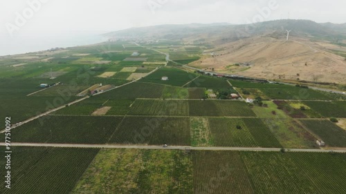 Vineyards In Calabria In Ciro Marina For The Wine Harvest photo