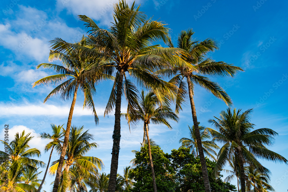 Exotic nature. Palm tree. Summer vacation in Miami south beach. Palm tree of California. Tropical beach in Miami. Tropical outdoor scene with palm tree. Tropical summer vacation. Natural paradise Exotic nature. Palm tree. Summer vacation in Miami south beach. Palm tree of California. Tropical beach in Miami. Tropical outdoor scene with palm tree. Tropical summer vacation. Natural paradise