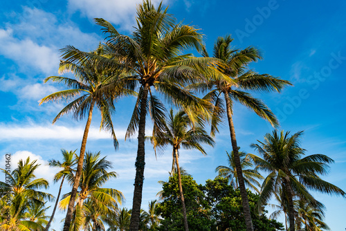 Exotic nature. Palm tree. Summer vacation in Miami south beach. Palm tree of California. Tropical beach in Miami. Tropical outdoor scene with palm tree. Tropical summer vacation. Natural paradise