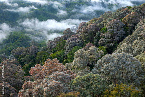 The canopy of Shorea tree is silver-gray.Tightly grouped together along ridges and mountain peaks. It looks like a broccoli.Hala Bala wildlife sanctuary,Sukhirin District,Narathiwat Province.,Thailand photo