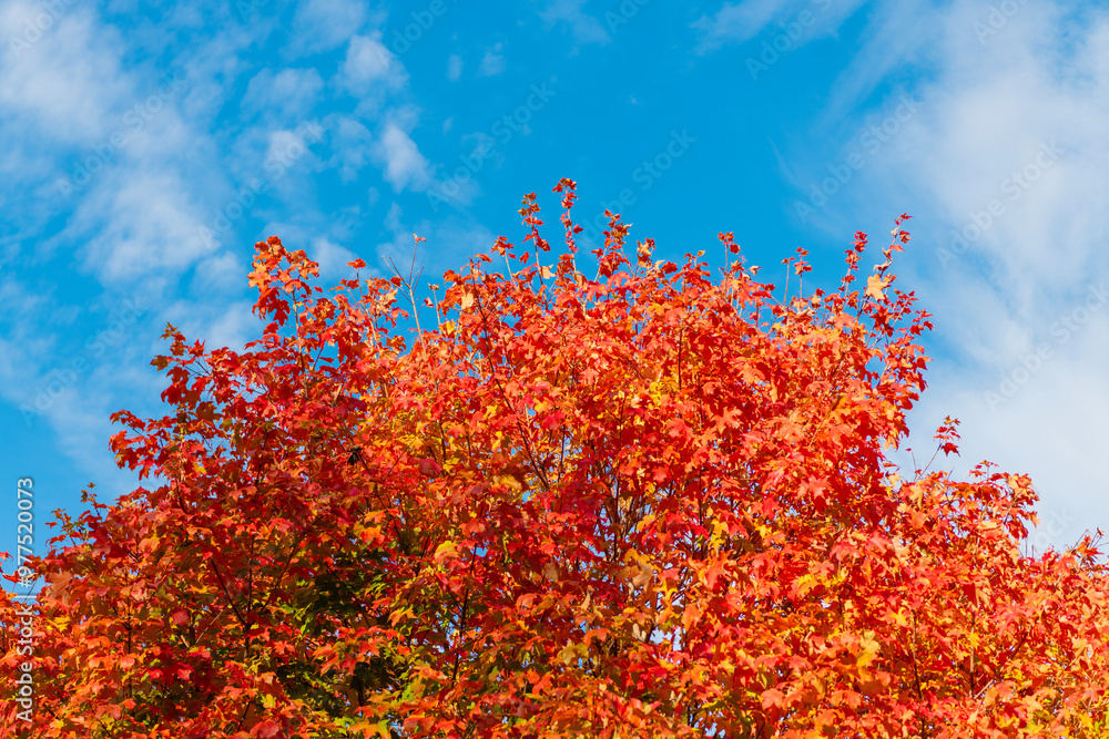 Autumnal sunny day. Seasonal leaves on tree. Natural autumn leaves. Autumn beauty of nature. Fall season nature. Fall leaves of maple tree. Autumn tree. Nature in fall season. Changing leaves Autumnal sunny day. Seasonal leaves on tree. Natural autumn leaves. Autumn beauty of nature. Fall season nature. Fall leaves of maple tree. Autumn tree. Nature in fall season. Changing leaves