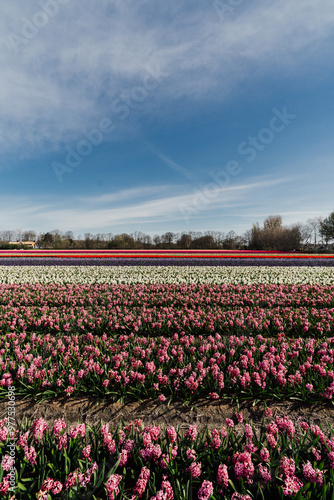 Wallpaper Mural flower, tulip, netherlands, landscape, colorful, fresh, garden, plant, background, field, blooming, holland, may, blossom, floral, park, day, tulips, bloom, beautiful, spring, dutch, lisse, tourism, k Torontodigital.ca