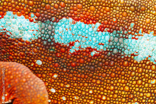 Obraz na płótnie Chameleon skin, colourful details macro w salonie