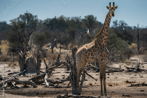 Canvas Print Solitary giraffe, portrait seen on safari in Botswana