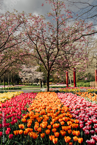 flower, tulip, netherlands, landscape, colorful, fresh, garden, plant, background, field, blooming, holland, may, blossom, floral, park, day, tulips, bloom, beautiful, spring, dutch, lisse, tourism, k