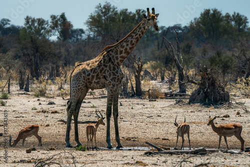 Canvas Print Solitary giraffe, portrait seen on safari in Botswana with much smaller impala