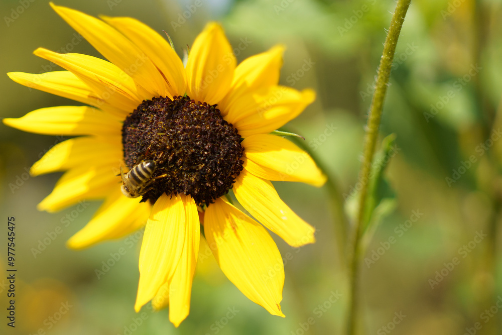 Biene auf einer Sonnenblume Biene auf einer Sonnenblume