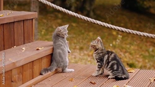 Two lovely kittens playing and fighting with each other.