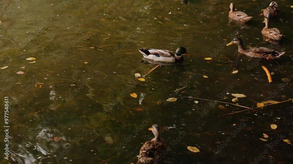 Beautiful colorful mallard and a brown duck. A group of wild ducks. Anas Platyrhynchos. Beautiful colorful mallard and a brown duck. A group of wild ducks. Anas Platyrhynchos.