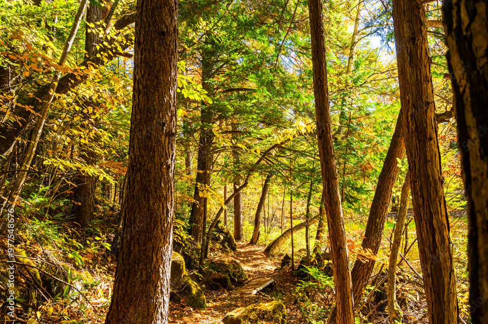 Naklejka premium 秋の乗鞍高原 遊歩道