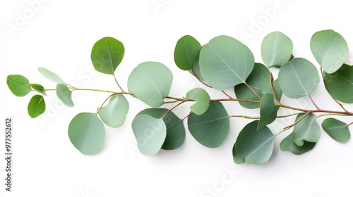 Eucalyptus On White. Isolated Branch and Leaves of Eucalyptus Tree on White Nature Background