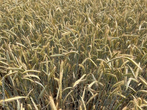 Close up of wheat field with healthy fresh ripe stems of the plant food crop growing in vast farmers landscape in rural Suffolk England uk in mid Summer  blue skies sunshine photo