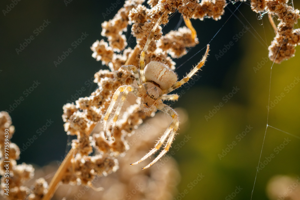 Cross Spider - Kreuzspinne