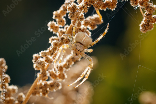 Obraz na płótnie Cross Spider - Kreuzspinne w salonie