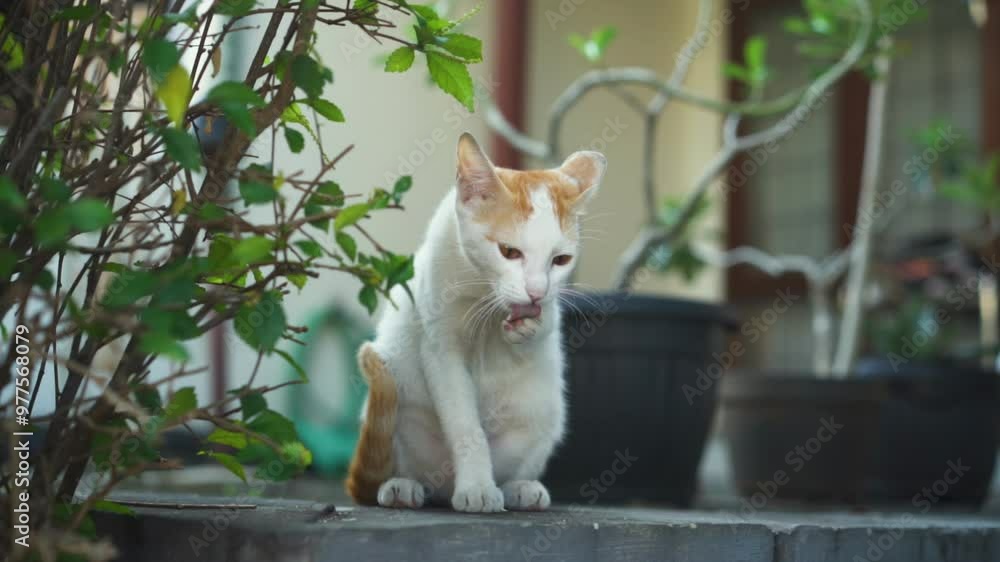A cat licking the paw in the front of house A cat licking the paw in the front of house