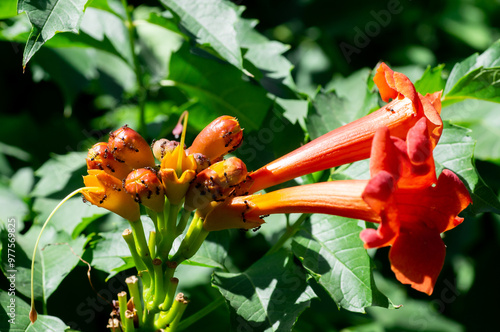 The flowers of Honeysuckle Capensis, or Tecoma capensis, a species of Trumpet bush in the ant garden photo