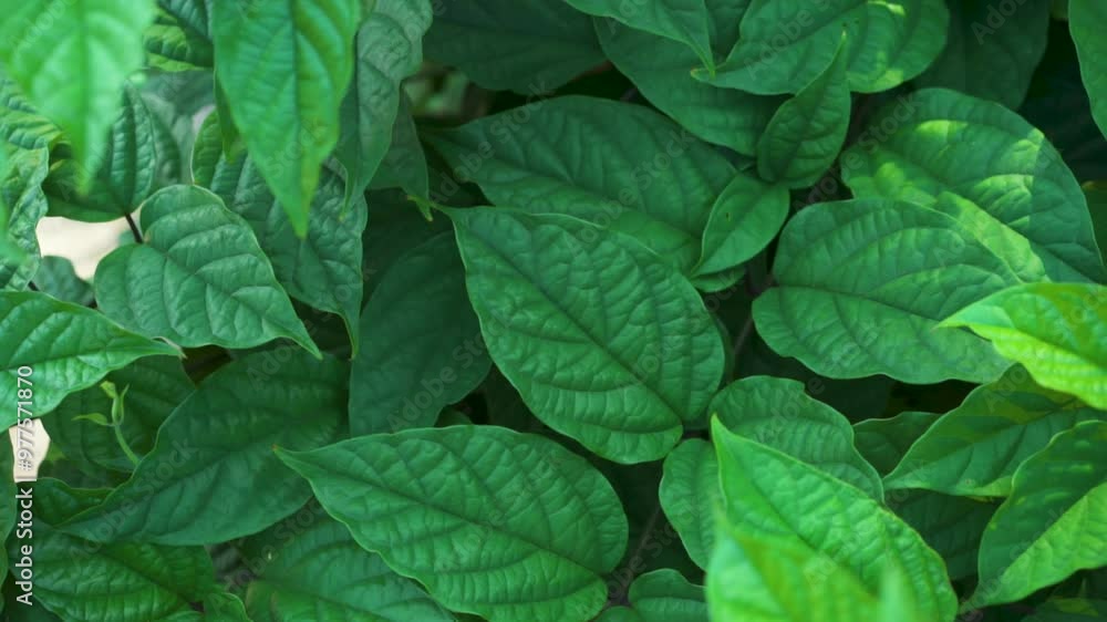 green leaves background green leaves background