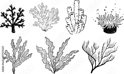 Ocean plants vector collection set - hand drawn vintage illustrations