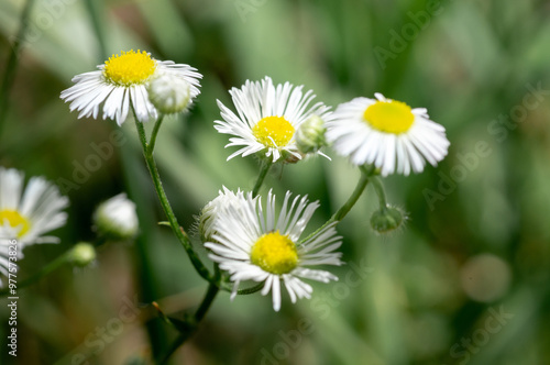 Chamomile apothecary, this plant is widely used for medicinal and cosmetic purposes.