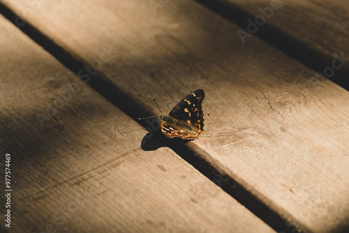 butterfly on a wooden table