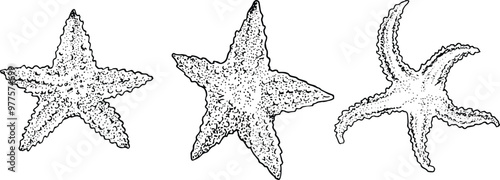 Starfishes vector set - hand drawn ink illustration