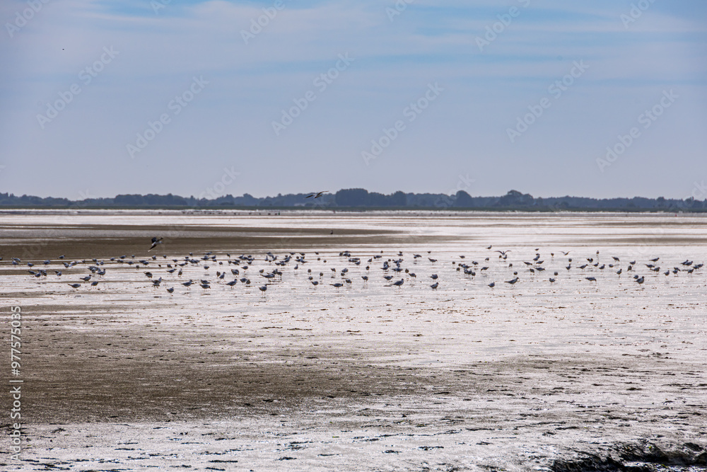 Réserve Naturelle Nationale de la Baie de Somme vue depuis Le Crotoy Réserve Naturelle Nationale de la Baie de Somme vue depuis Le Crotoy