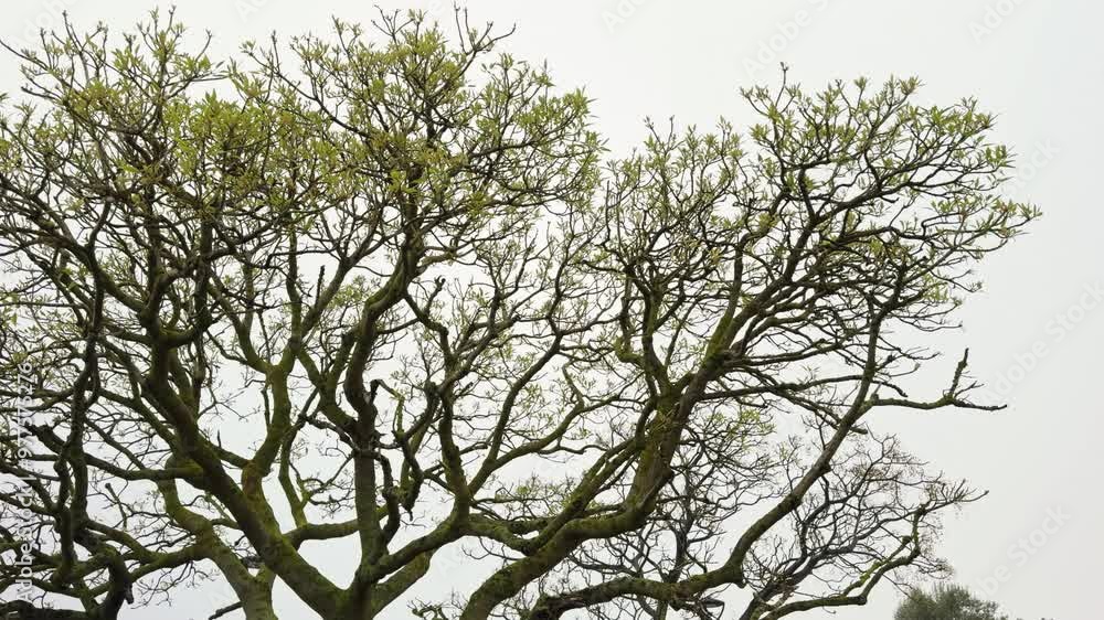 Budding Tree Branches Against Overcast Sky Budding Tree Branches Against Overcast Sky