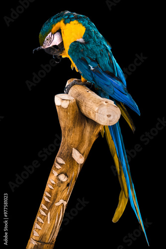 blue and yellow macaw