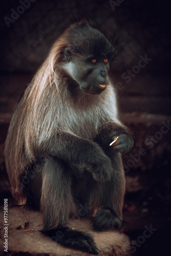 portrait of a baboon