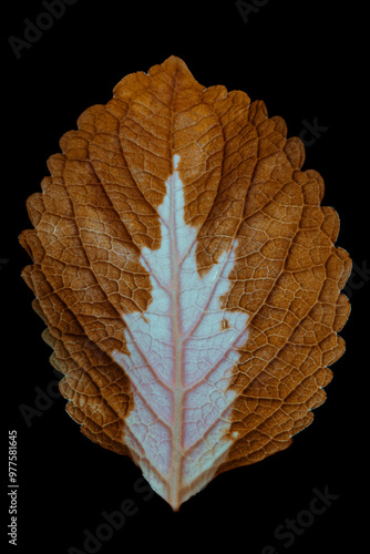 leaf isolated on white