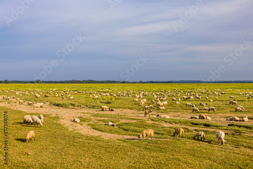 Les Montons de la Baie de Somme dans les prés salés photo