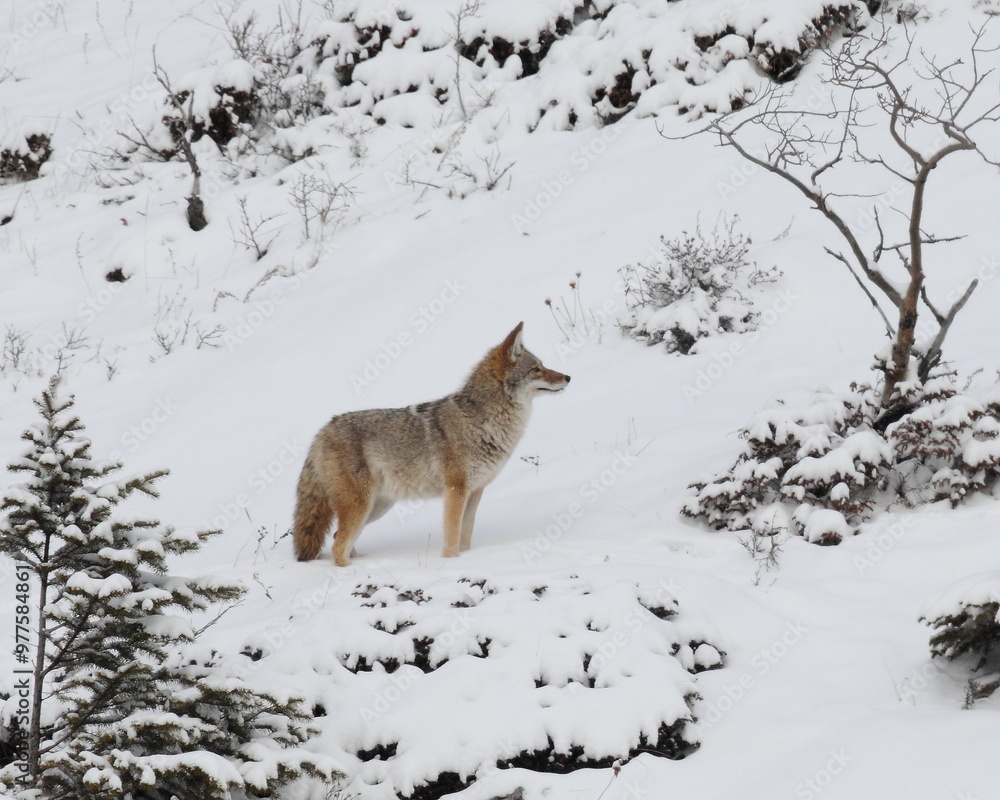 Obraz premium A Coyote walking in the snow. Taken in Alberta, Canada