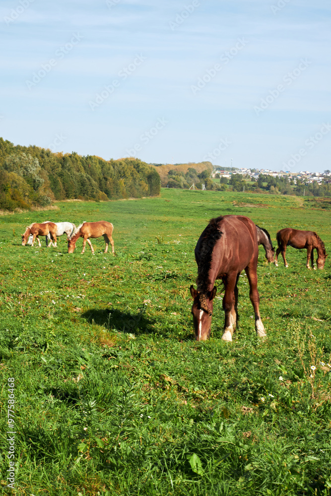 Horses grazing in a field on a sunny summer day Horses grazing in a field on a sunny summer day