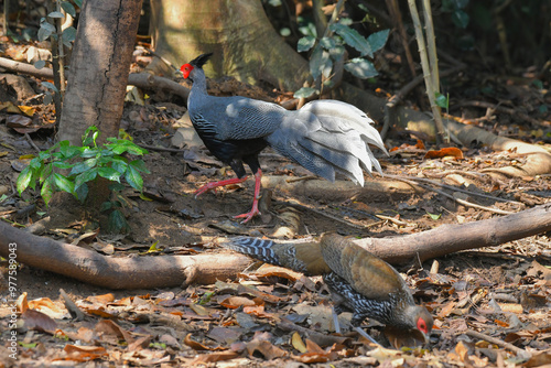 Kalij pheasant,lophura leucomelanos birdwatching in the forest. photo