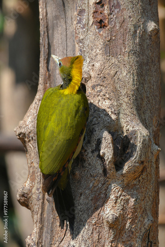 Greater Yellownape woodpecker Find insect birdwatching in the forest.
 photo