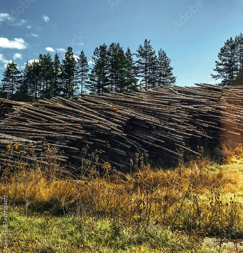 Stacked Timber in Forest Setting photo