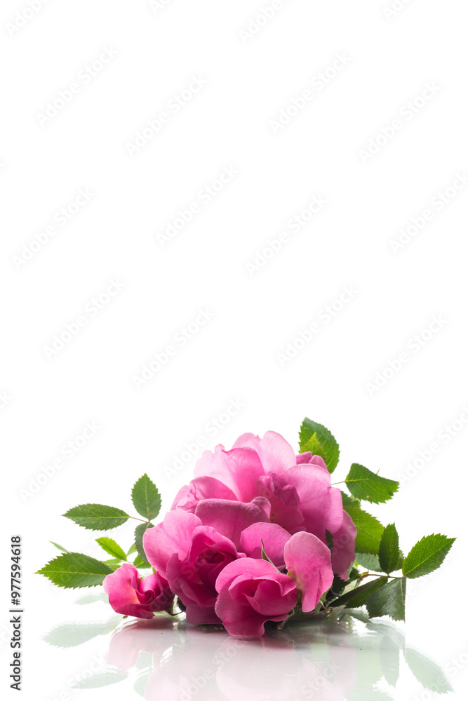 Beautiful pink rose on a white background Beautiful pink rose on a white background