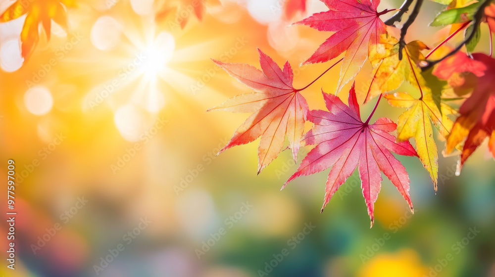Maple leaves turn vibrant colors in the fall, bathed in sunlight. This colorful scenery makes a beautiful backdrop for nature photography. Maple leaves turn vibrant colors in the fall, bathed in sunlight. This colorful scenery makes a beautiful backdrop for nature photography.