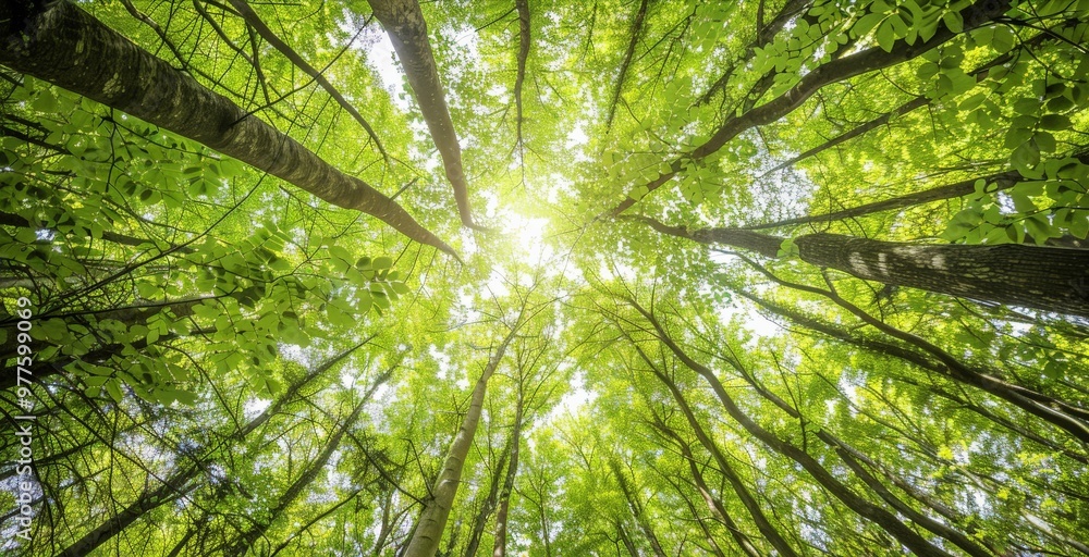Forest canopy from below, looking up at the tall trees Forest canopy from below, looking up at the tall trees