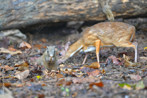 Mouse-deer, Chevrotain find food on the ground wildlife watching in the forest. photo