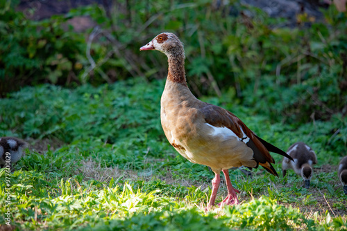 Eine Nil Gans im Gras